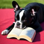 a french bull dog reading a book in the middle of a sunny day