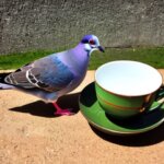 a gentlemen pigeon drinking tea