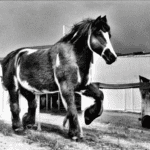 Soviet draft horses