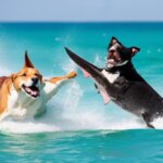 a dog fighting a shark